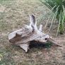 driftwood Image 2