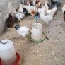 Roosters Image 4