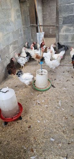 Roosters