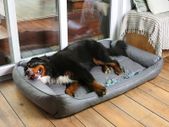 Orthopaedic dog bed washable, odour-free & hygienic