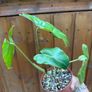 Rare houseplant Philodendron Paraiso Verde Image 4