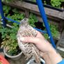 quail Image 5