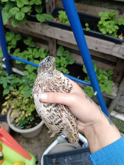quail