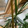 Dracena plant Image 2