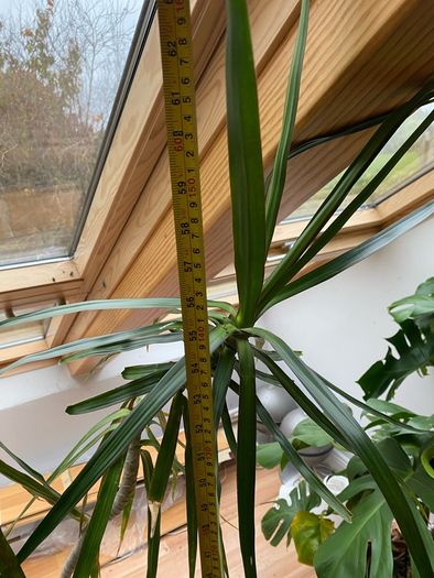 Dracena plant