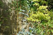 Eucalyptus cinerea tree
