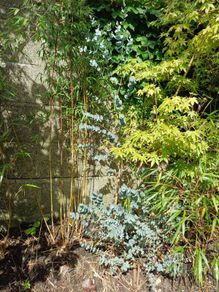 Eucalyptus cinerea tree