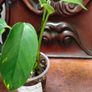 No.2 Epipremnum Pinnatum yellow flame Image 4