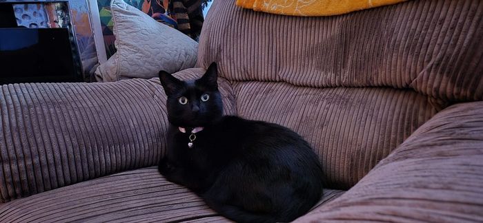 Beautiful 5-Year-Old Black Cat for Adoption