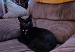 Beautiful 5-Year-Old Black Cat for Adoption