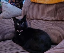 5 year old cat for adoption
