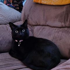 Beautiful 5-Year-Old Black Cat for Adoption