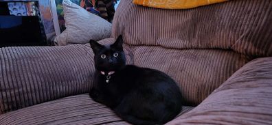 Beautiful 5-Year-Old Black Cat for Adoption