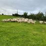 Quality Hoggets Image 8