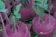 (K) Kohlrabi Blankyt seeds 1g Purple (122615)