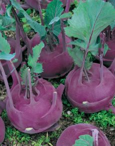 (K) Kohlrabi Blankyt seeds 1g Purple (122615)