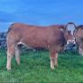 Incalf Heifer sale 3rd October 2026 Balla Mart Image 2