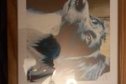 Wooden framed picture border collie