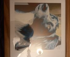 Wooden framed picture border collie