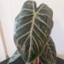 Plant Image 5
