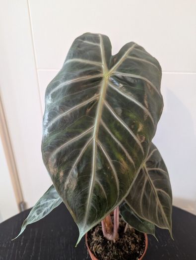 Plant