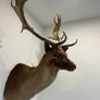 Fallow buck deer stag shoulder mount taxidermy 2 Image 4
