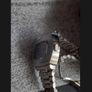 HAMILTON  |  American Classic PSR Digital Quartz Watch Image 4