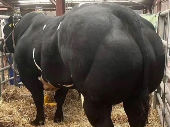 Pedigree blue embryos