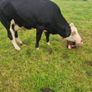 5 star heifer Image 5
