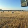 Hay for sale Image 7