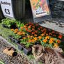 Summer Bedding Flowers Image 2