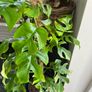 Rhaphidophora Tetrasperma (Mini Monstera) Image 2