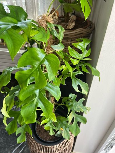Rhaphidophora Tetrasperma (Mini Monstera)