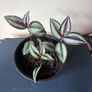 Tradescantia Plant Image 2
