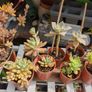plant succulent Image 3