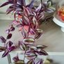 Trailing House Plants. Image 5