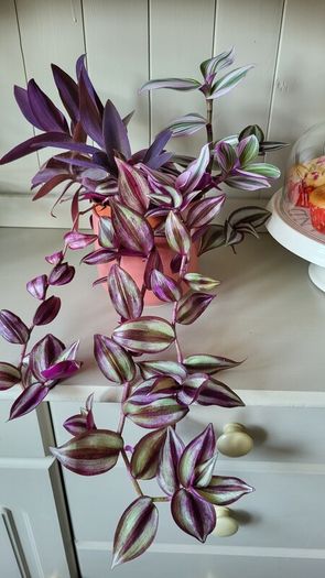 Trailing House Plants.