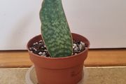 Whale Fin snake plant