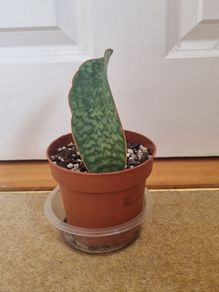 Whale Fin snake plant