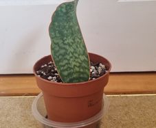 Whale Fin snake plant