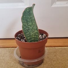 Whale Fin snake plant