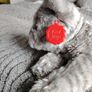 Grey Cat and Ginger Cat Image 2