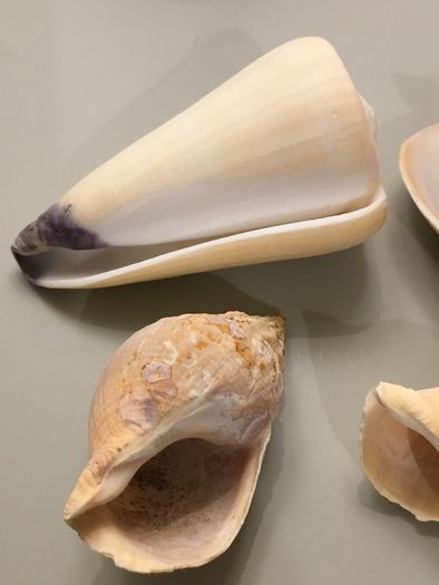 Shells