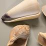 Shells Image 4