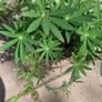 purple lupine Image 2