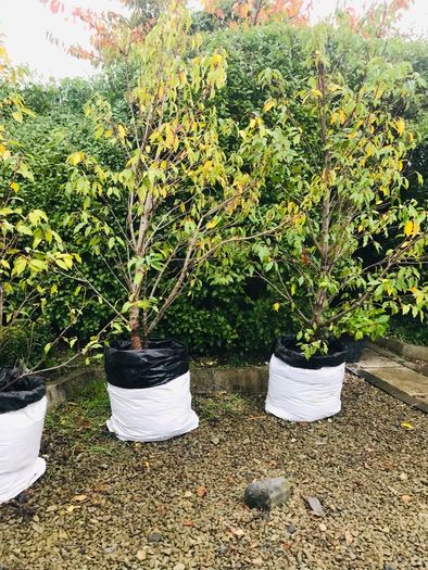 Black Cherry tree