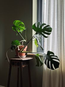 monstera house plant