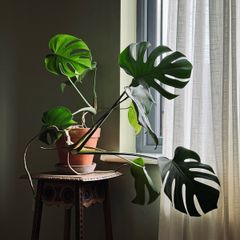 monstera house plant