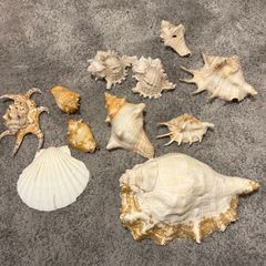 sea shells