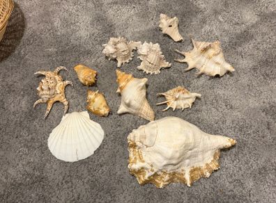 sea shells